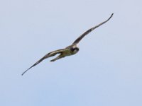 Fischadler (Pandion haliaetus) 20